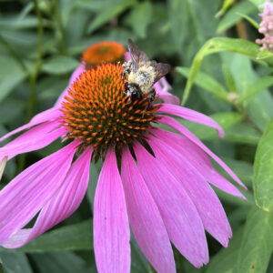 Purple Coneflower