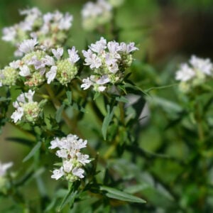Virginia Mountain Mint