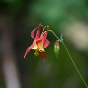 Wild Columbine