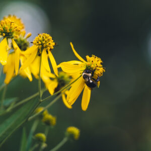 Wingstem