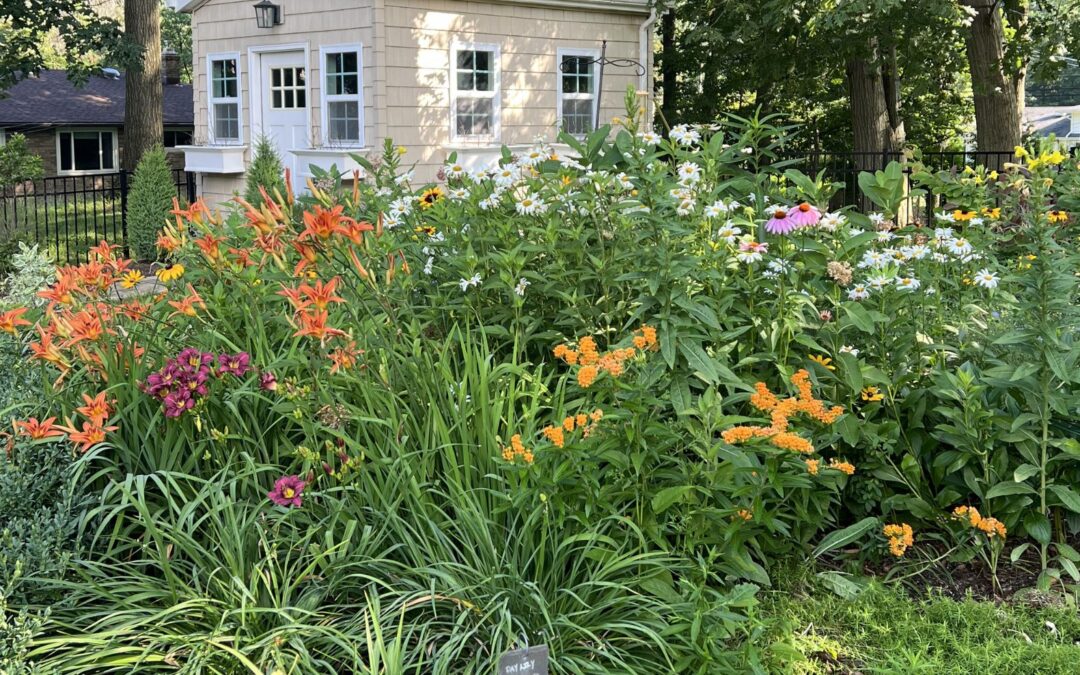 Beyond the Name: Weaving Summer Natives Into a Clean Landscape
