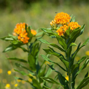Butterfly Weed