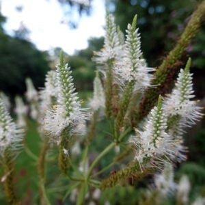 Culver’s Root