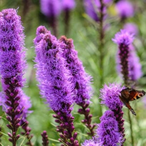 Dense Blazing Star