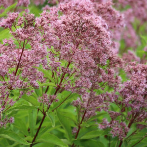 Hollow Joe Pye Weed