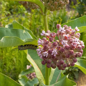 Common Milkweed