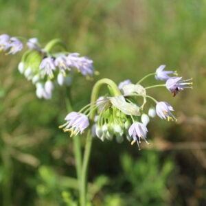 Nodding Onion