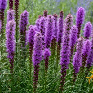Prairie Blazing Star