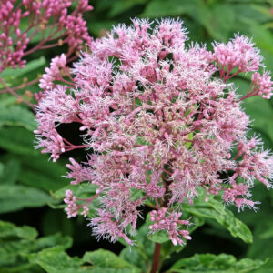 Spotted Joe Pye Weed