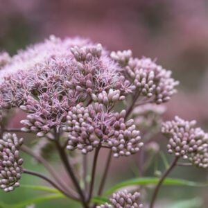 Sweet Joe Pye Weed