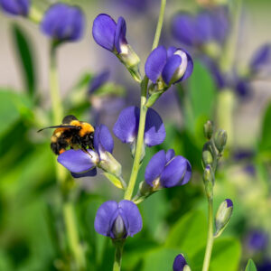 Wild Blue Indigo