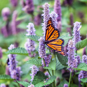 Anise Hyssop