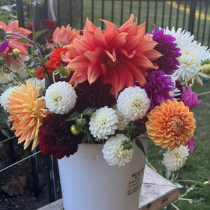 Cut Flower Garden Kit (Live Plants)