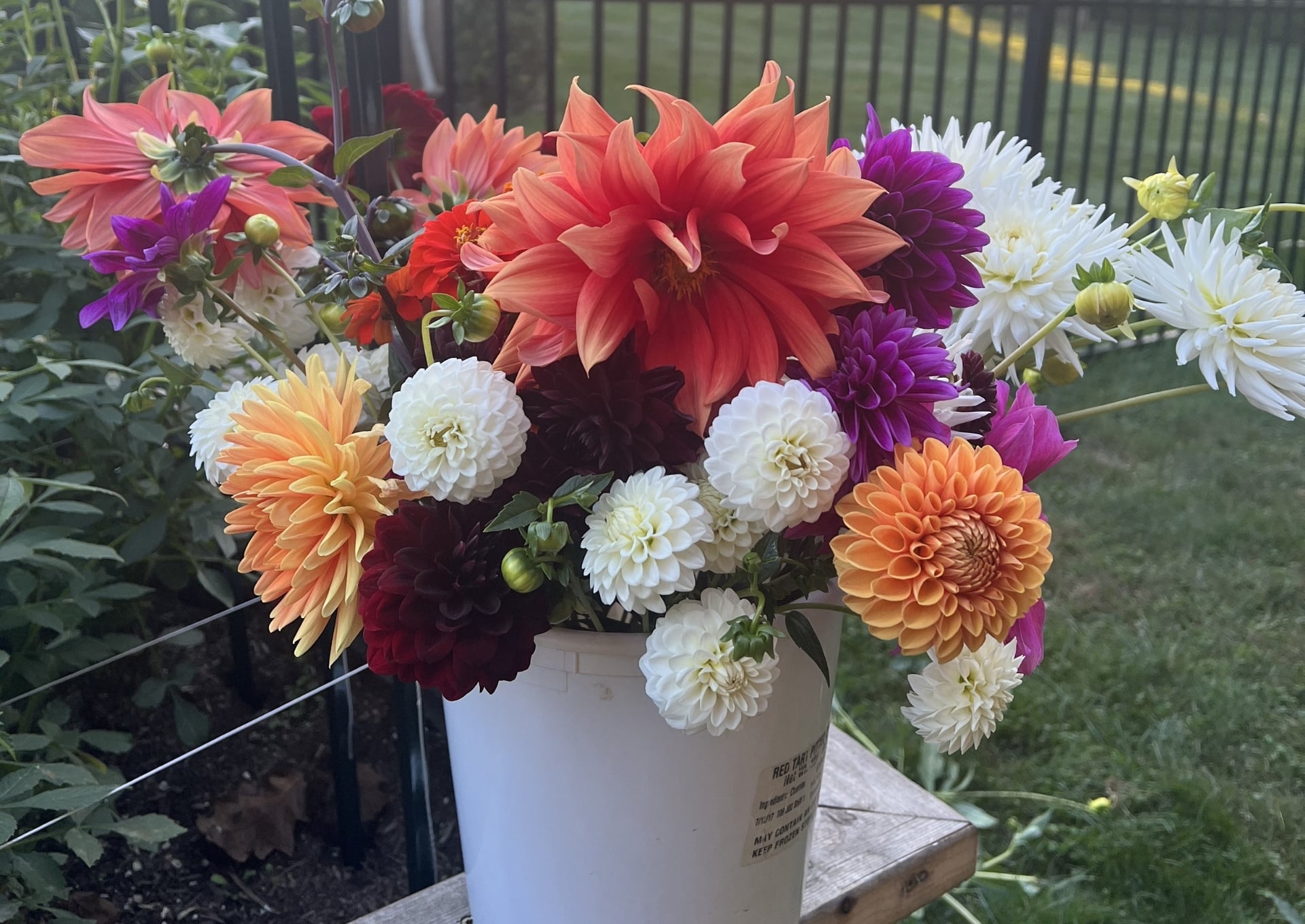 Cut Flower Garden Kit (Live Plants)