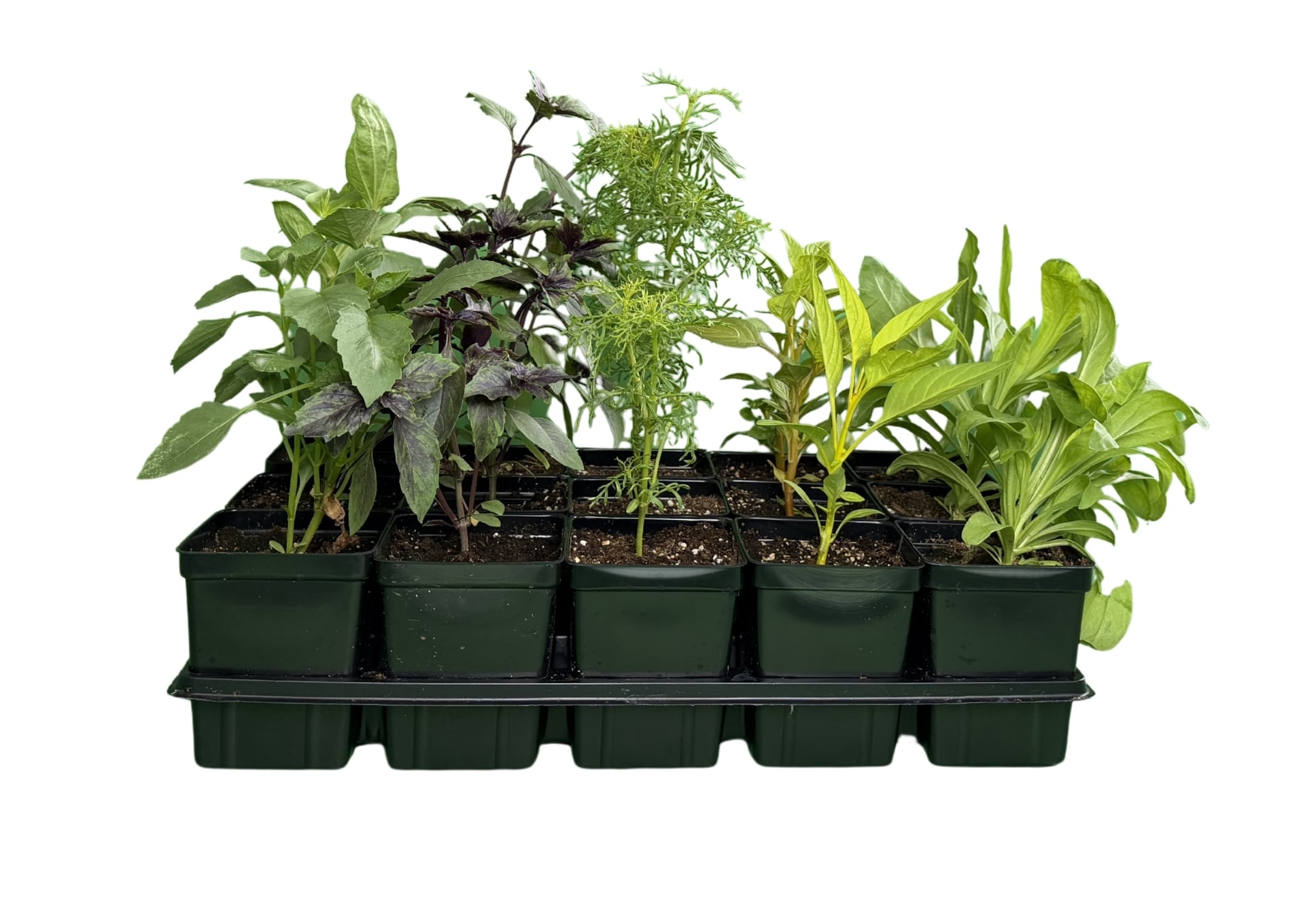 Cut Flower Garden Kit (Live Plants) - Image 3