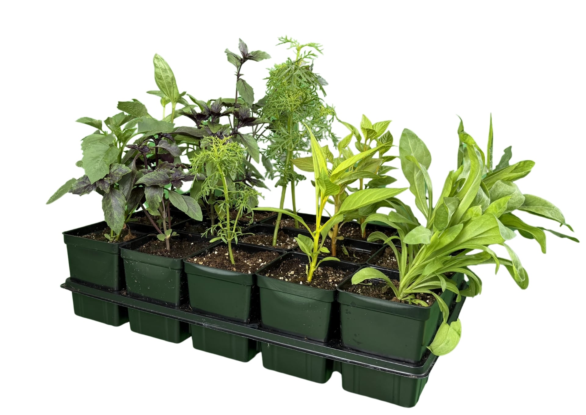 Cut Flower Garden Kit (Live Plants) - Image 2
