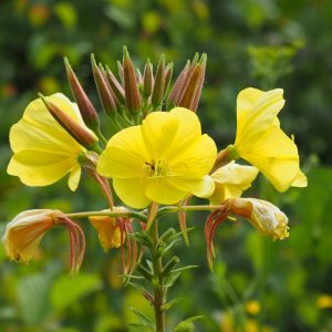 Common Evening Primrose
