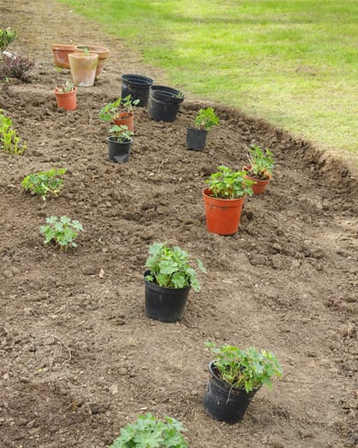 planting-new-perennials