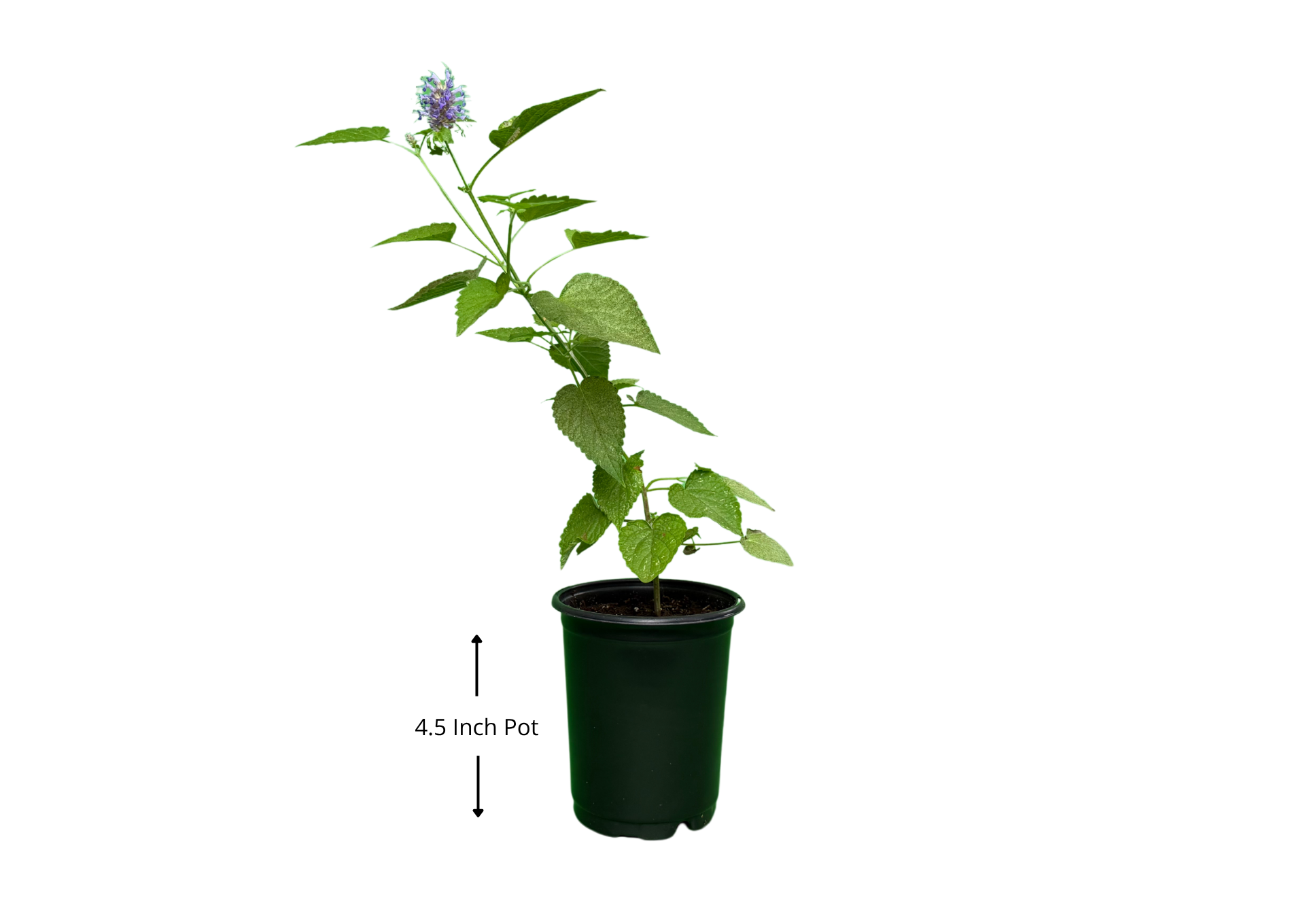 Anise Hyssop - Image 2