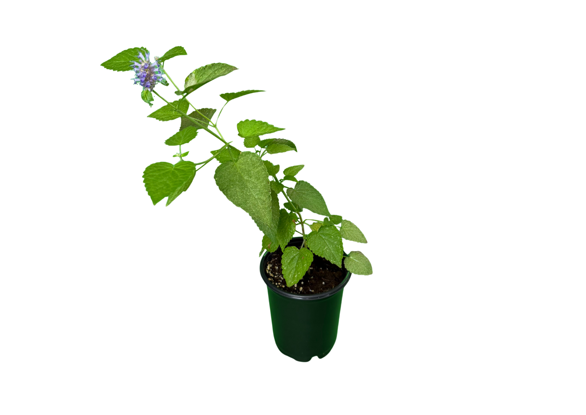 Anise Hyssop - Image 3