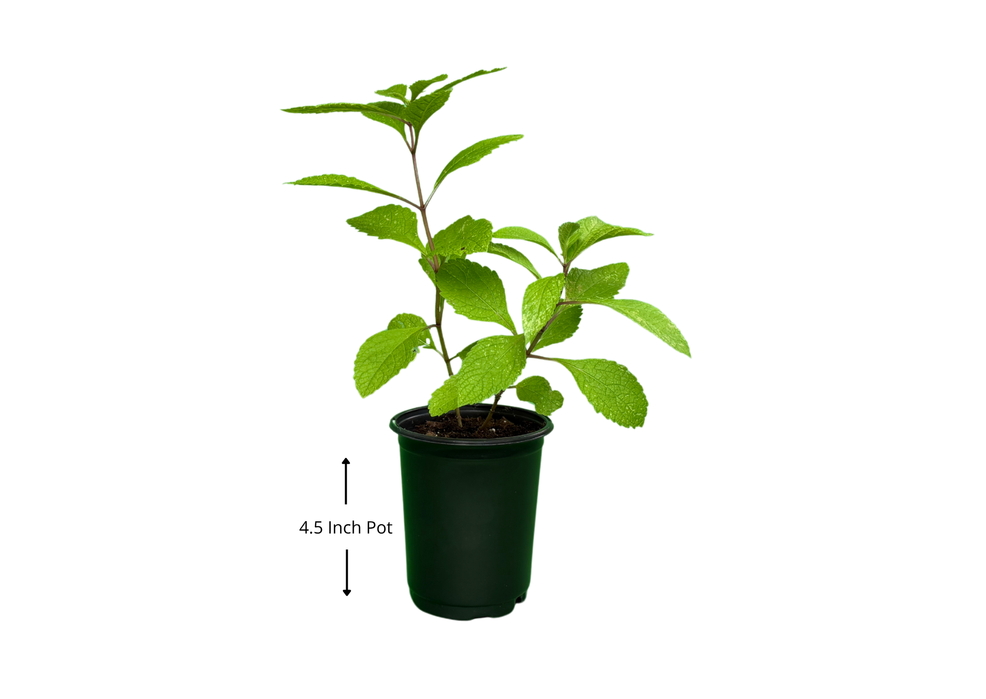 Sweet Joe Pye Weed - Image 3